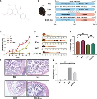 Kaempferol Alleviates Murine Experimental Colitis by Restoring Gut Microbiota and Inhibiting the LPS-TLR4-NF-κB Axis